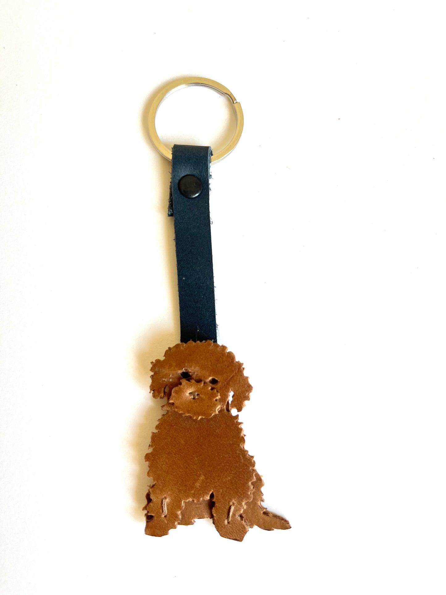 Poodle color café camel con correa azul marino
